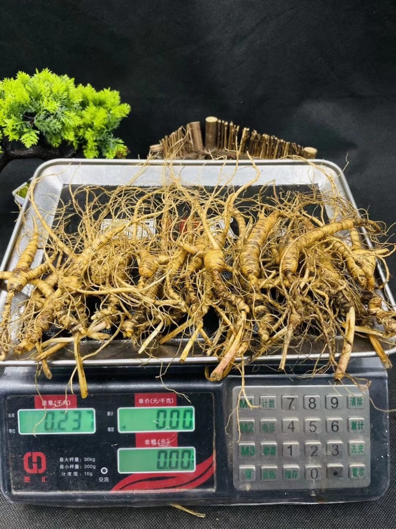 鲜林下参籽货（产于长白山深山密林）自产自销，顺丰包邮