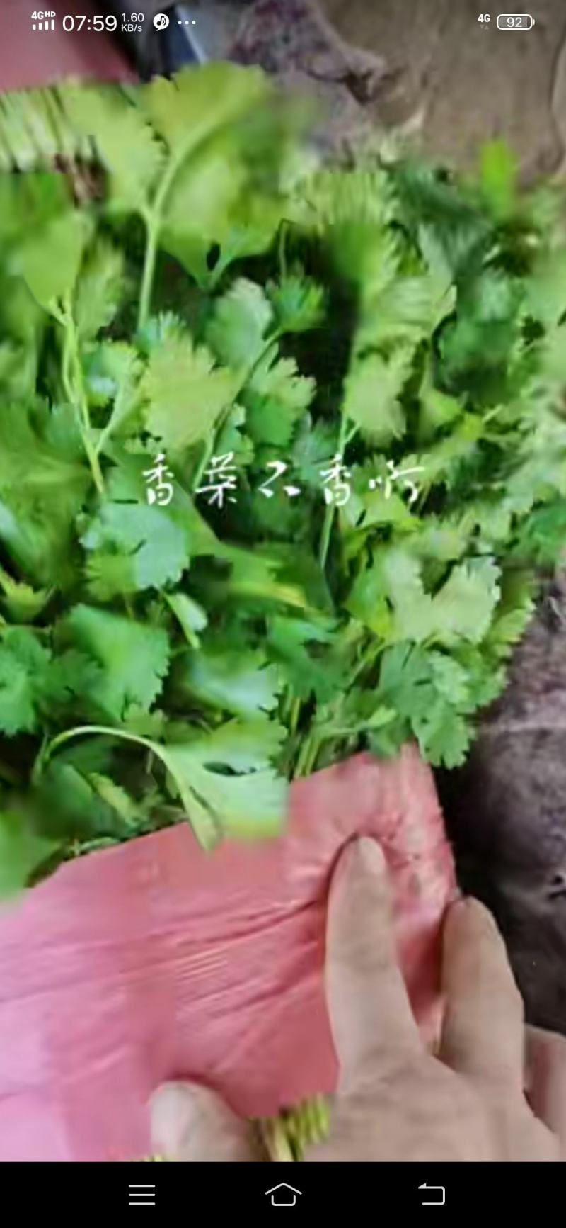 安徽淮北香菜