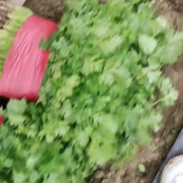 安徽淮北香菜