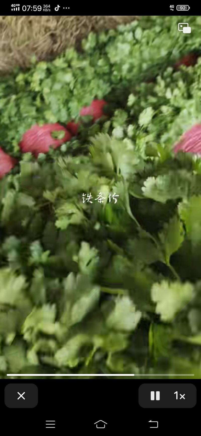 安徽淮北香菜