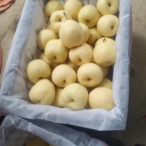 酥梨有:膜代，纸代，光梨