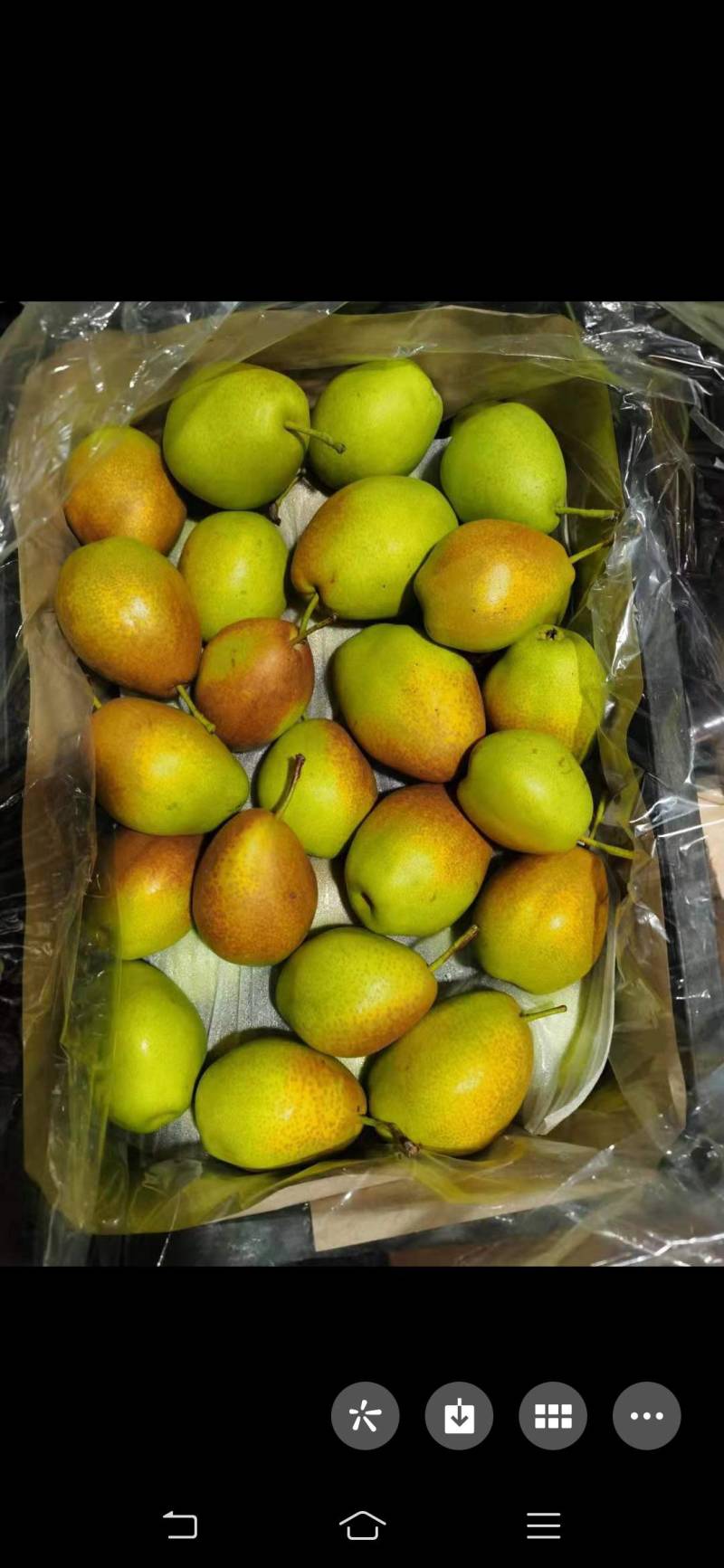 酥梨有:膜代，纸代，光梨