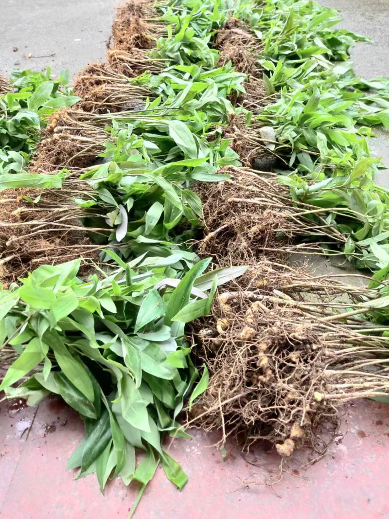 姜型多花黄精茎块，野生货，大小都有，小个子种芽头苗