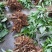 姜型多花黄精茎块，野生货，大小都有，小个子种芽头苗