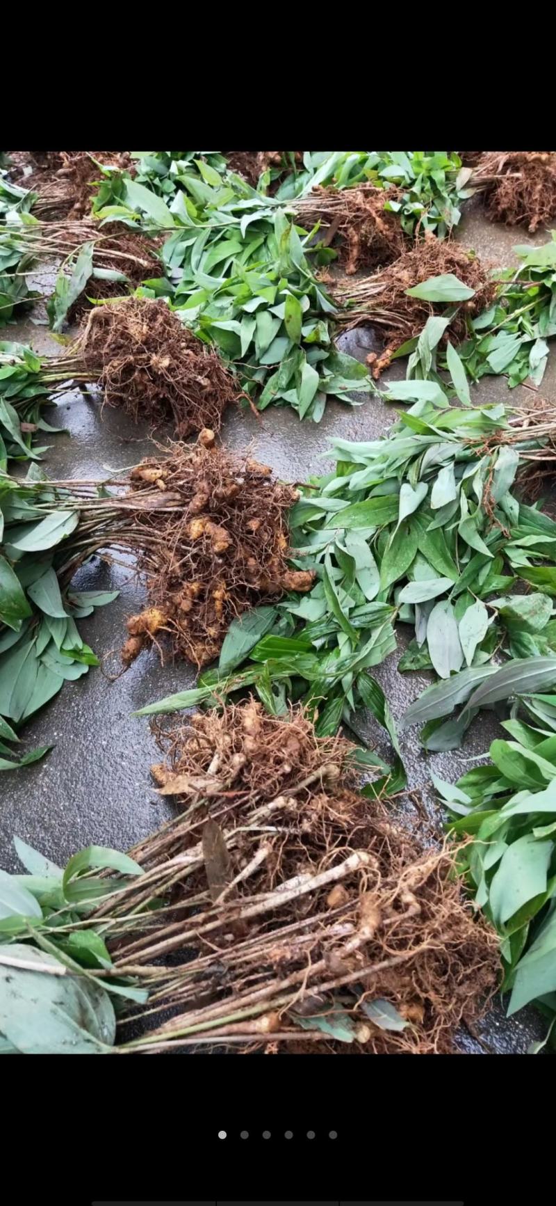 姜型多花黄精茎块，野生货，大小都有，小个子种芽头苗