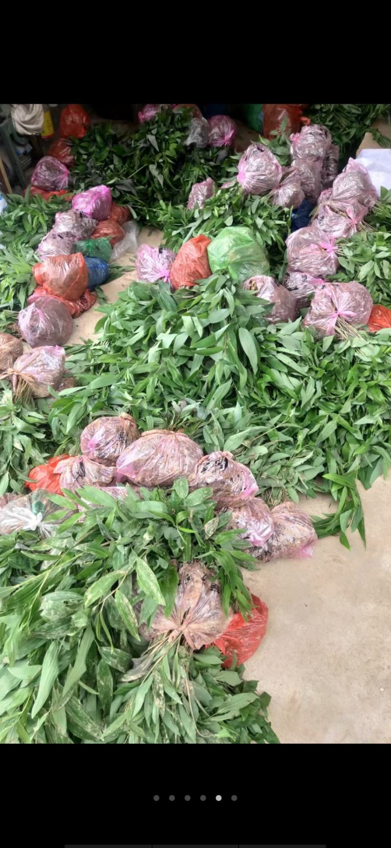 姜型多花黄精茎块，野生货，大小都有，小个子种芽头苗