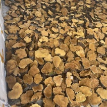 桑黄大量有货，欢迎打扰