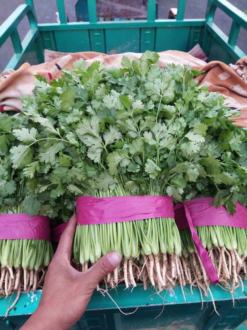 邯郸精品香菜大量上市，货源充足，一手货源