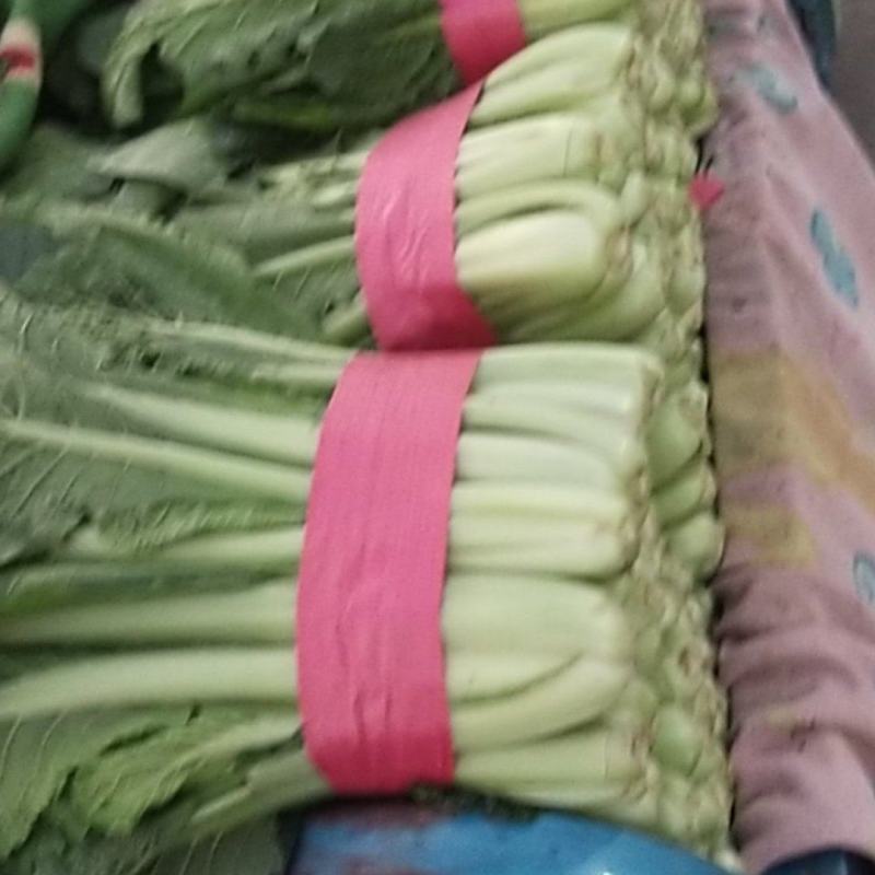 河北精品快菜小白菜，一手货源，货源充足，质量有保障，欢迎