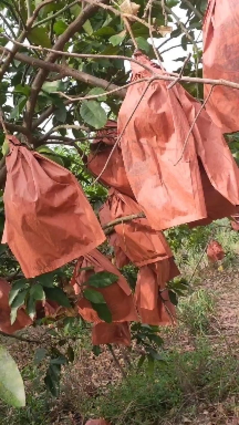 来哦，，，国庆节就要吃柚子哦，，，，需要的赶快联系我，，