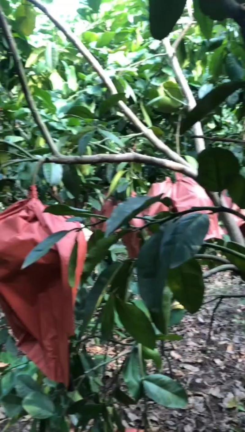 来哦，，，国庆节就要吃柚子哦，，，，需要的赶快联系我，，