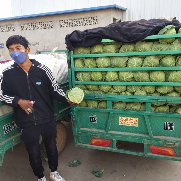 河北精品绿甘蓝单个在0.5~1公斤货源充足，欢迎咨询