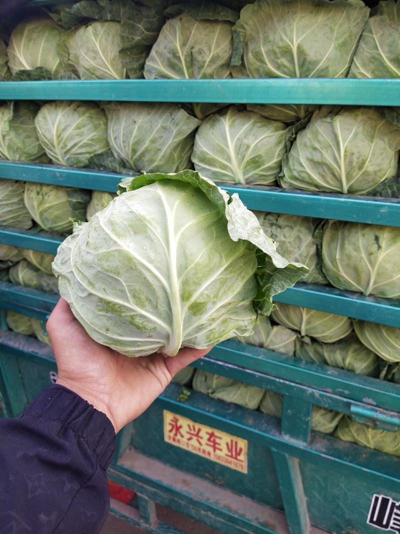 河北精品绿甘蓝单个在0.5~1公斤货源充足，欢迎咨询