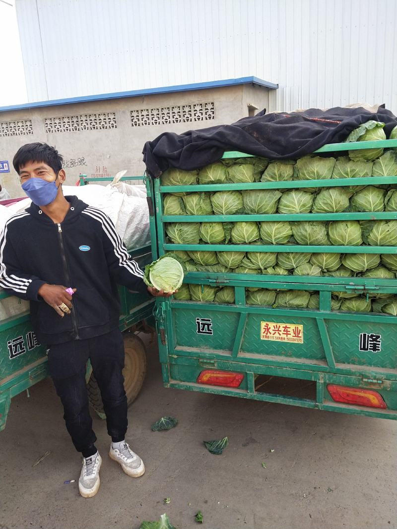 河北精品绿甘蓝单个在0.5~1公斤货源充足，欢迎咨询