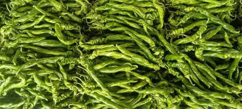 【荐】大陇椒螺丝椒大量上市以质论价对接商超