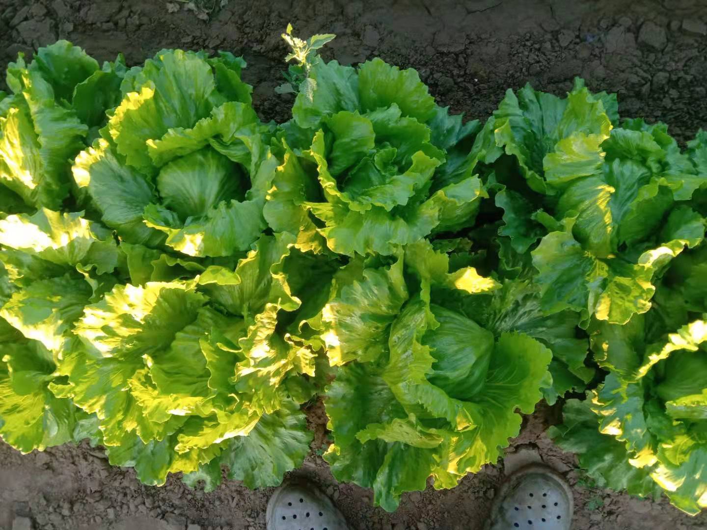 菜花长叉现象展示