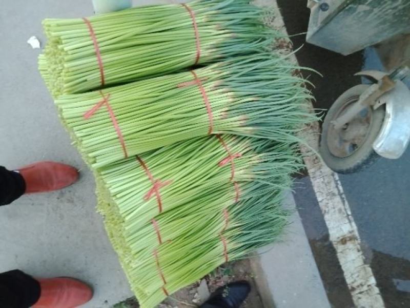 中牟县优质早熟红帽蒜苔，各种规格大蒜头加工中心，蒜苔。