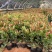 龙船花高30-40公分，中袋苗，成活率极高