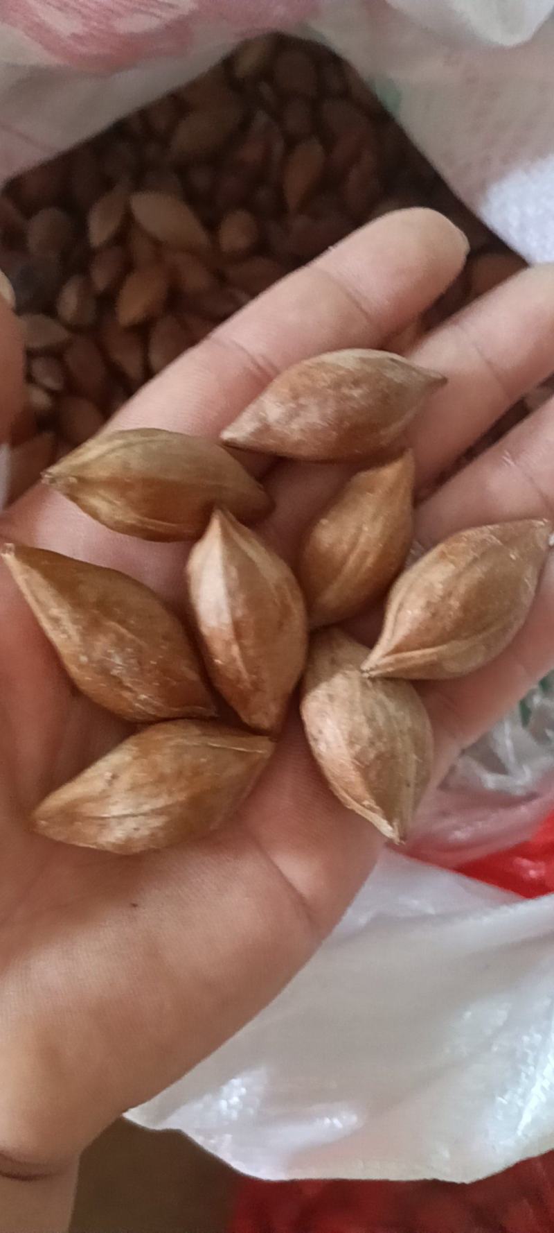 大量榄核以上市有合适需要的老板请联系