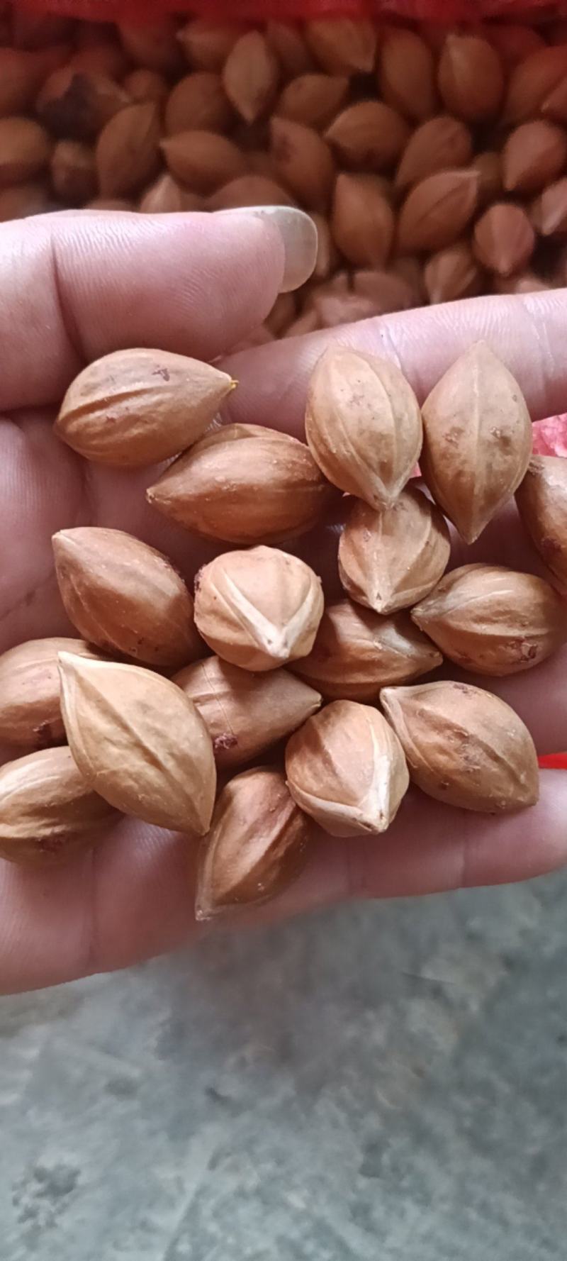 大量榄核以上市有合适需要的老板请联系