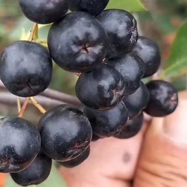 黑果花楸（不老莓）家里有70吨，货在辽宁丹东东港