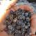黑果花楸（不老莓）家里有70吨，货在辽宁丹东东港