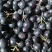 黑果花楸（不老莓）家里有70吨，货在辽宁丹东东港