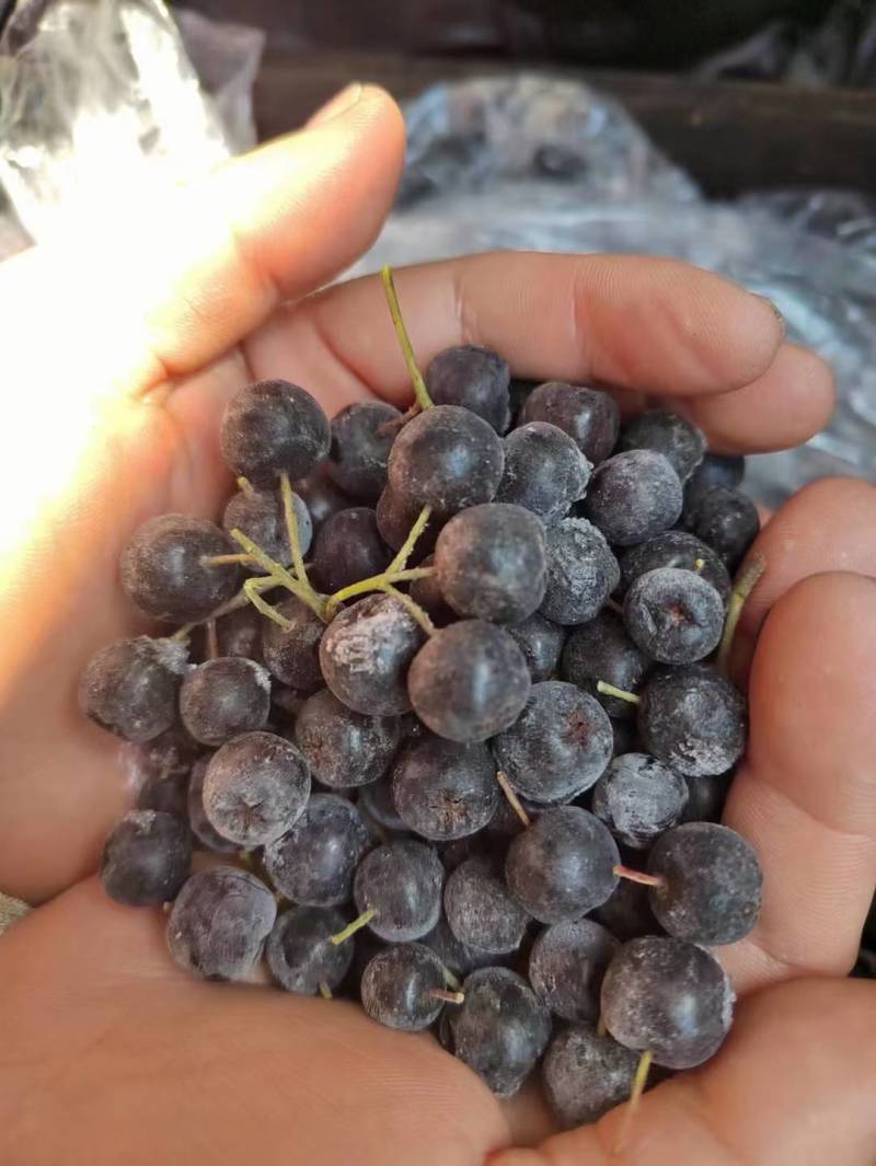 黑果花楸（不老莓）家里有70吨，货在辽宁丹东东港