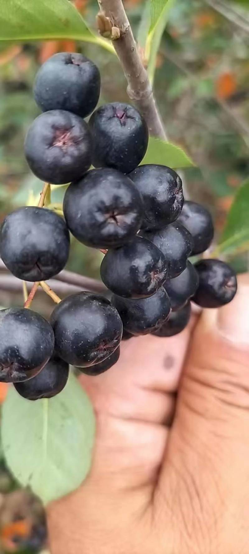黑果花楸（不老莓）家里有70吨，货在辽宁丹东东港