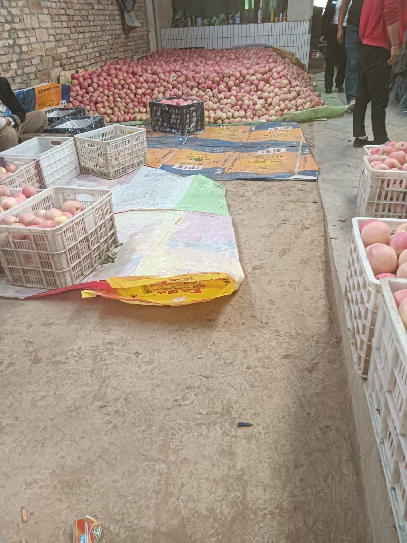 陕西乾县富士苹果货源充足，货源走市场，和电商，前来选购