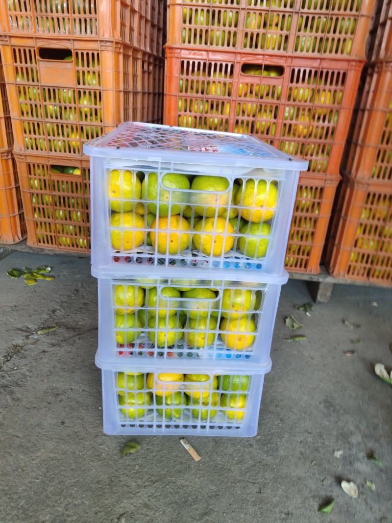 东方红蜜橘大量供应产地看货收货一手货源诚信代办纯甜好货