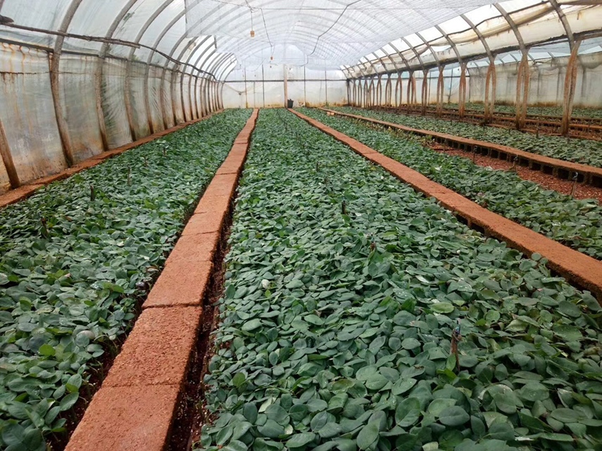 大花香水月季墨红的采后处理与包装流程