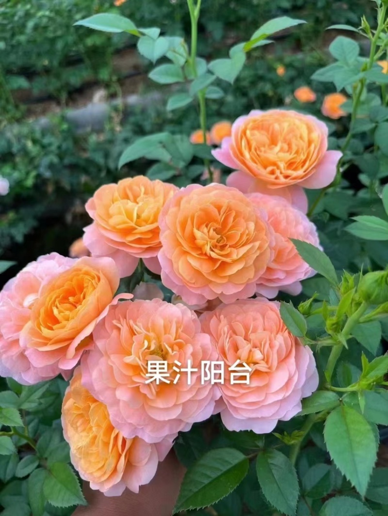 【果汁阳台】香水月季大花扦插苗庭院阳台室内室外花卉种苗