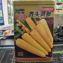 齐头黄参黄胡萝卜种子米黄色300克一罐种植户农家庭院均可