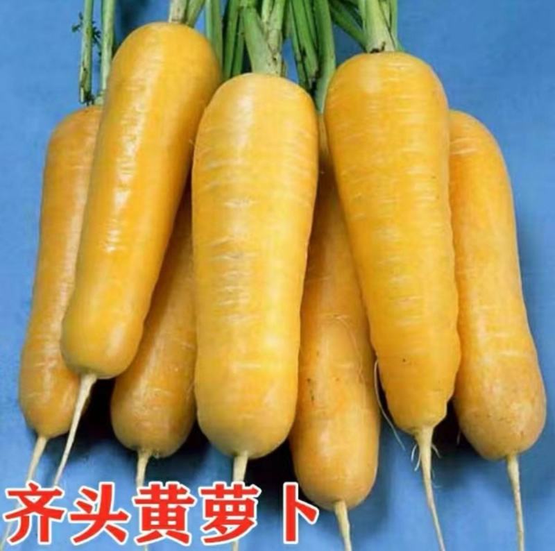 齐头黄参黄胡萝卜种子米黄色300克一罐种植户农家庭院均可