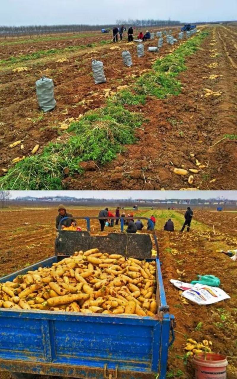 齐头黄参黄胡萝卜种子米黄色300克一罐种植户农家庭院均可