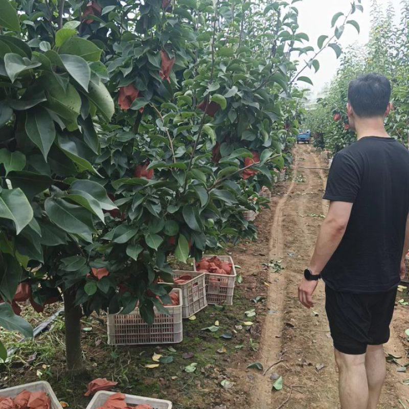 晚秋黄梨，开园大量供应！果品一级！