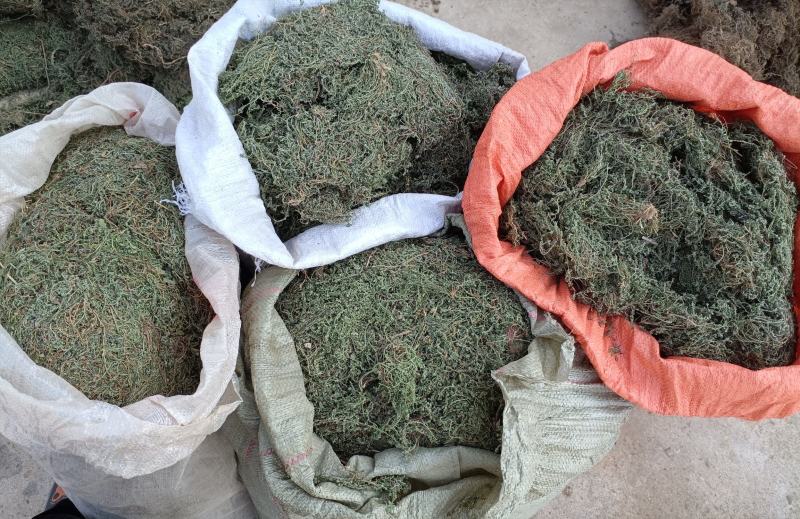 鹅不食全棵，天然晾晒，人工除杂，药力强