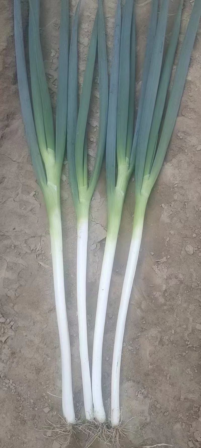 大葱，杆白叶绿，味道浓郁，毛葱，加工净的