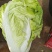 【推荐】夏阳白菜大吨位供应产地直发品质白菜欢迎咨询