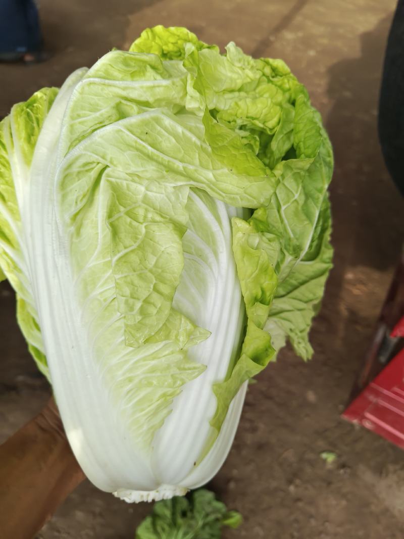 【推荐】夏阳白菜大吨位供应产地直发品质白菜欢迎咨询