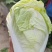 【推荐】夏阳白菜大吨位供应产地直发品质白菜欢迎咨询
