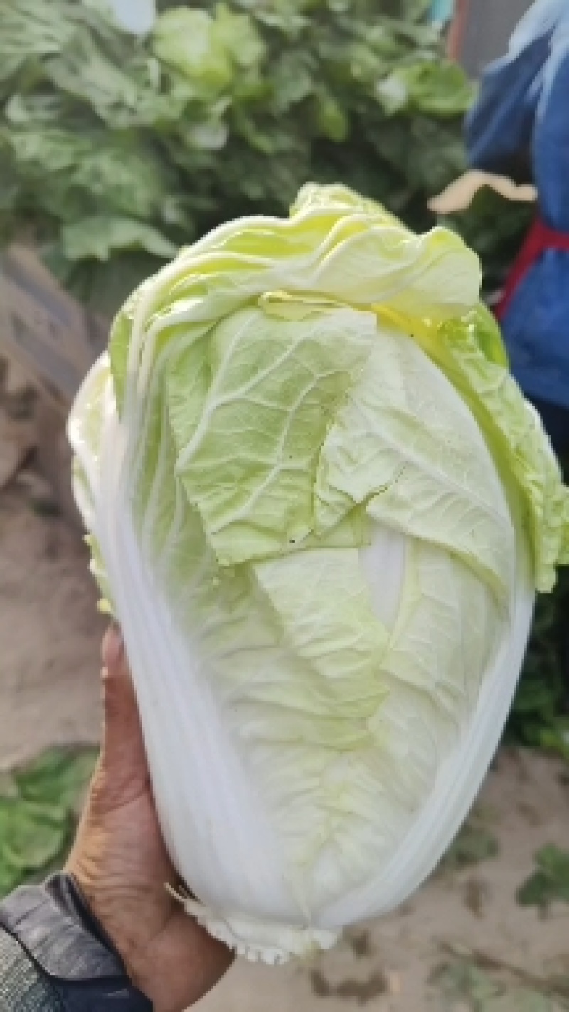 【推荐】夏阳白菜大吨位供应产地直发品质白菜欢迎咨询