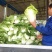 【推荐】夏阳白菜大吨位供应产地直发品质白菜欢迎咨询