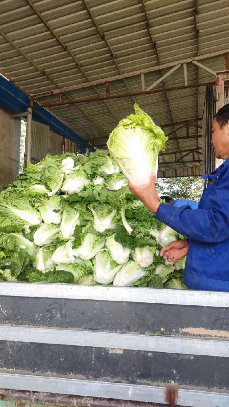 【推荐】夏阳白菜大吨位供应产地直发品质白菜欢迎咨询