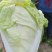 【推荐】夏阳白菜大吨位供应产地直发品质白菜欢迎咨询