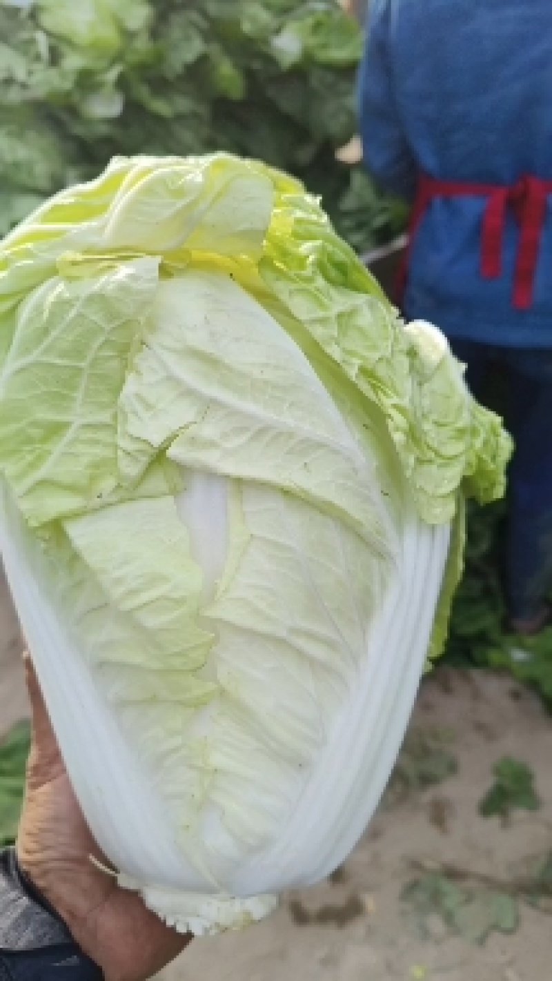 【推荐】夏阳白菜大吨位供应产地直发品质白菜欢迎咨询