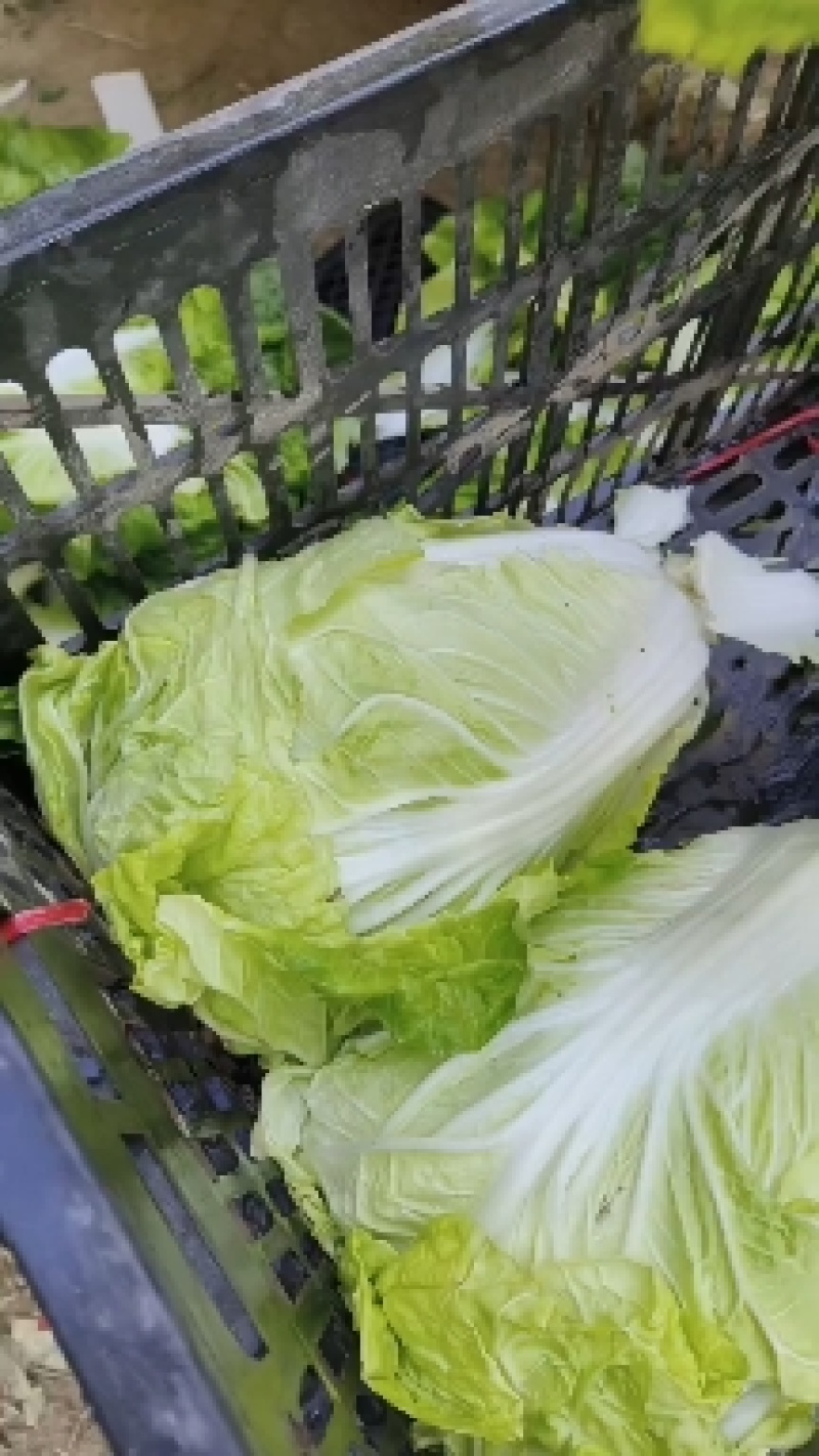 【推荐】夏阳白菜大吨位供应产地直发品质白菜欢迎咨询