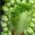 【推荐】夏阳白菜大吨位供应产地直发品质白菜欢迎咨询