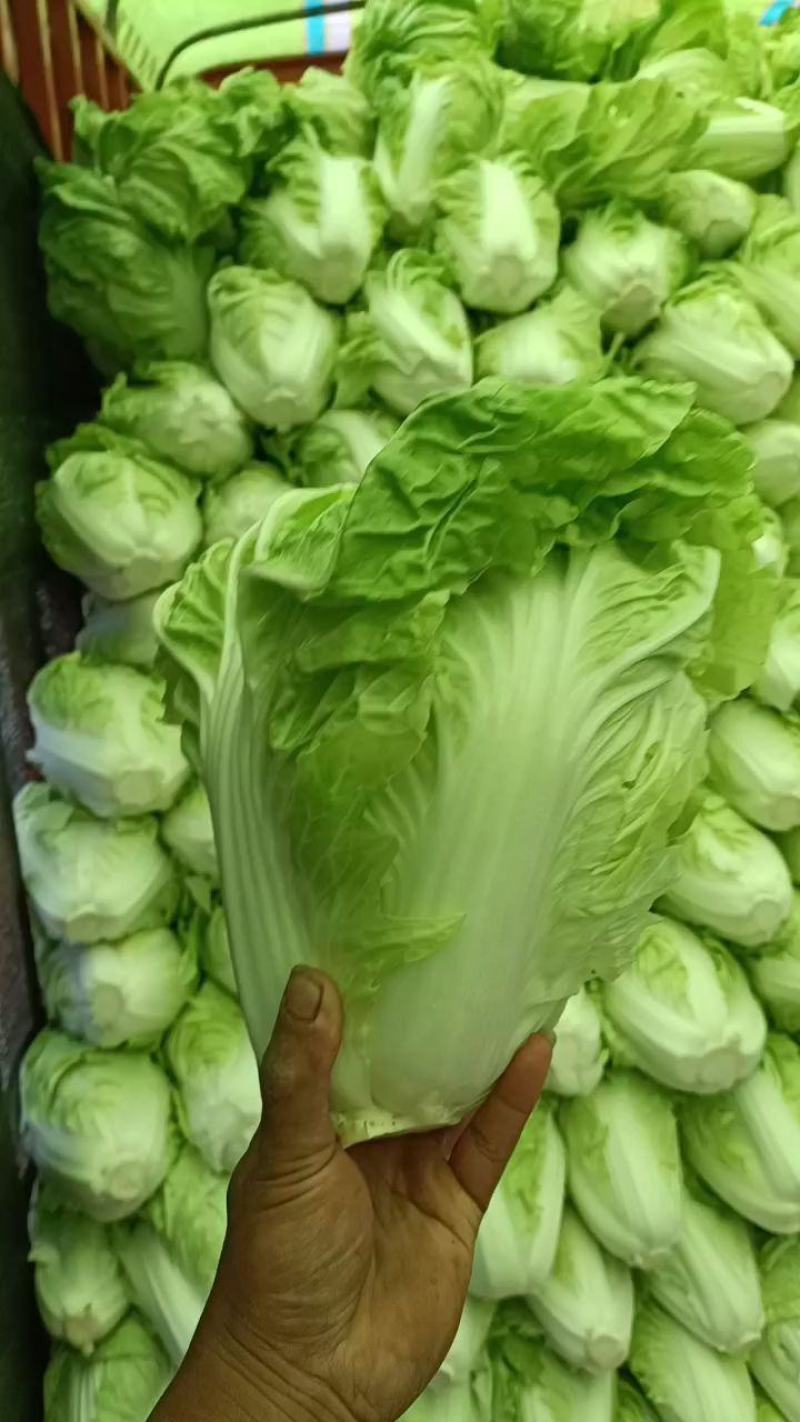 【推荐】夏阳白菜大吨位供应产地直发品质白菜欢迎咨询